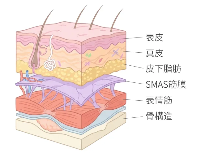 SMAS筋膜(表在性筋膜)とは